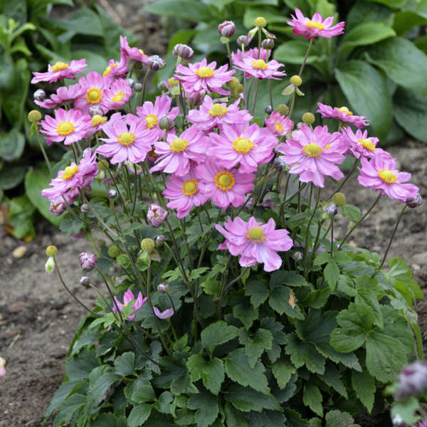 Anemone - Curtain Call Pink